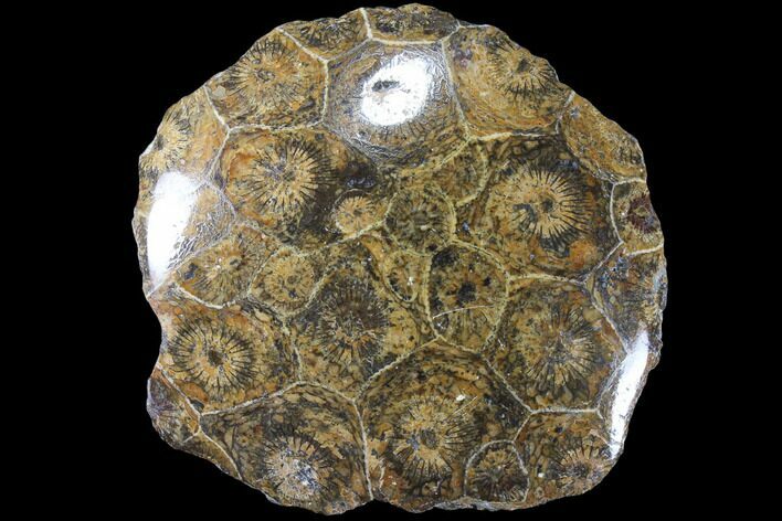Polished Fossil Coral (Actinocyathus) - Morocco #84982